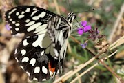 Chequered Swallowtail (Papilio demoleus)